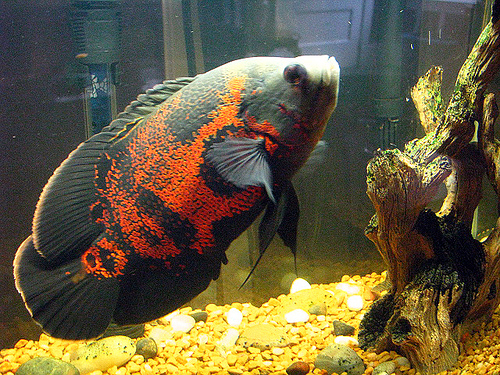oscar cichlid fish