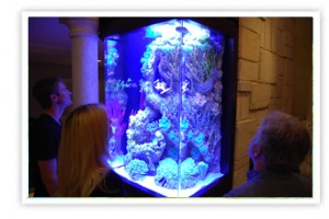 Aquarium Lighting Systems - Normal Aquatics - Greewich, CT