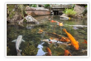 Koi Pond and Water Feature Winterization Tips | Fairfield, CT