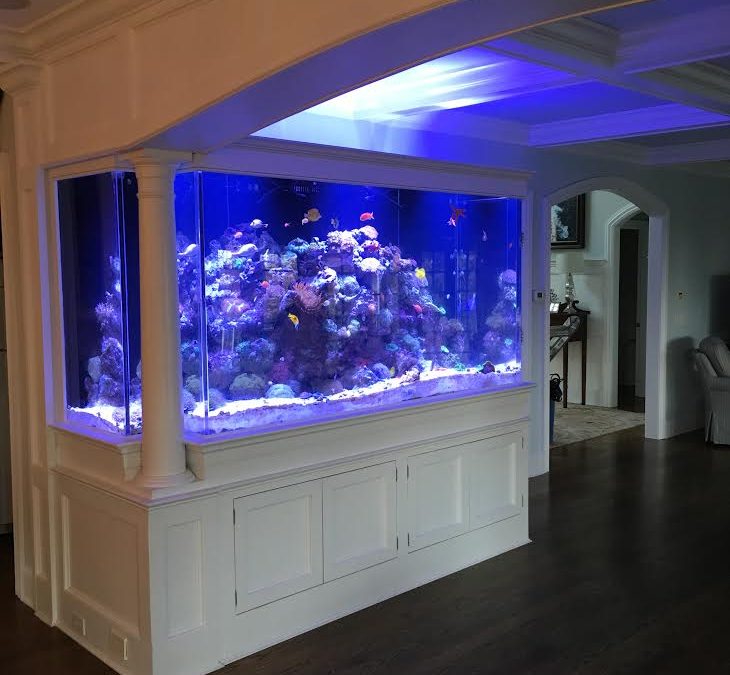 Fish Tank & Aquarium Maintenance and Cleaning Services in Connecticut