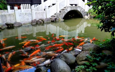 Custom Koi Pond Builders and Pond Maintenance Services in Yorktown Heights, NY