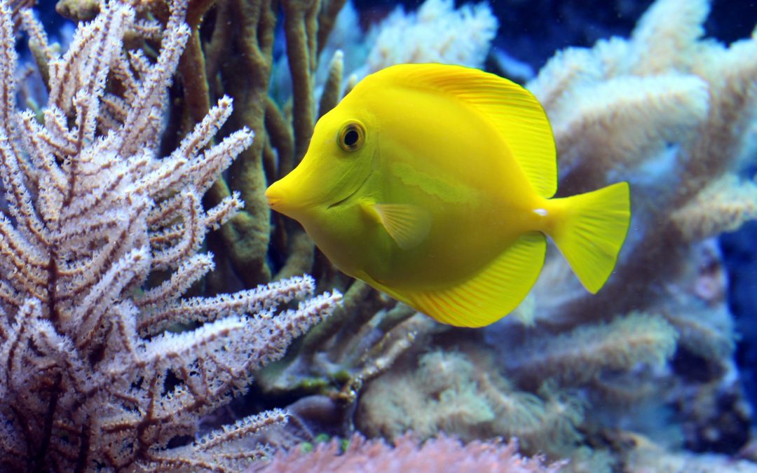 Best Saltwater Fish Options for Your Connecticut Aquarium