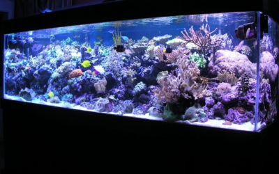Aquarium Tank Cleaning and Maintenance Services in Springfield, MA