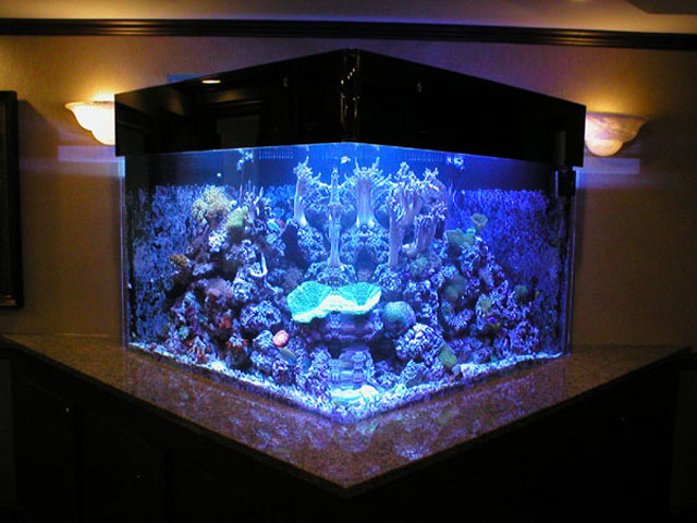 Custom Acrylic Aquariums and Aquarium Filtration Systems in Connecticut