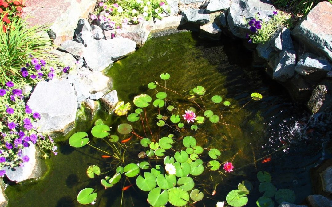 Pond, Fountain, Water Garden Cleaning & Winterization Services | Westchester County, NY