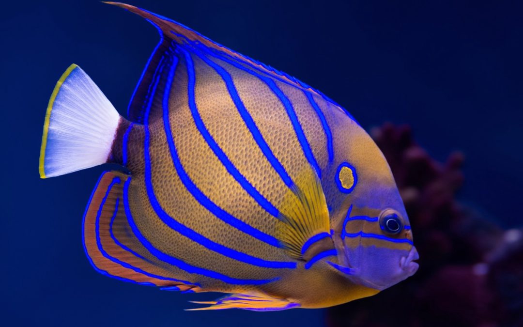 Best Fish Tank, Aquarium Maintenance Company | Southington, CT