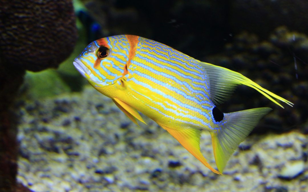 Introducing New Fish Into Your Saltwater Aquarium | Stamford, CT