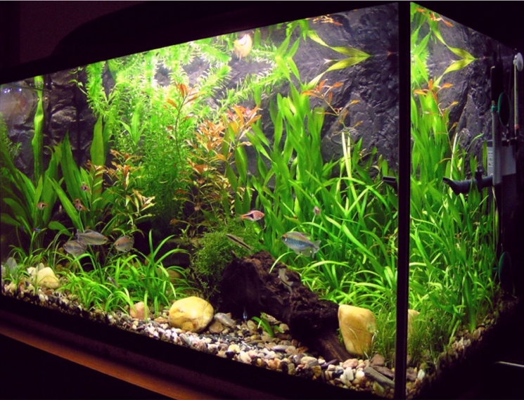 Carpet Plants for Your Aquarium – Aquatic Landscaping – Aquarium Maintenance in Connecticut