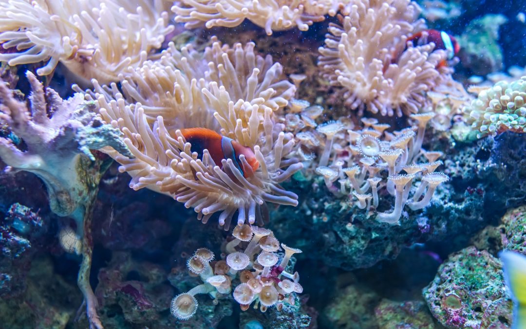 Choosing Fish, Corals, and Invertebrates for a Reef Aquarium – Connecticut, New York City