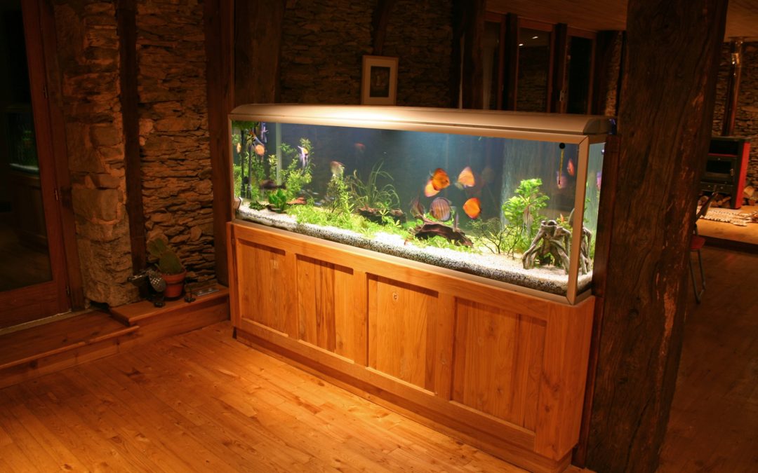 Colchester, CT | Custom Aquarium Install | Fish Tank Maintenance