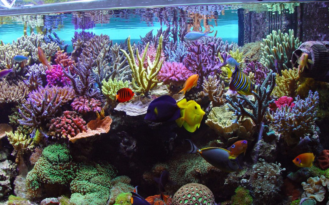 Custom Aquarium Services in Westchester County – Design, Build, Maintenance for Fish Tanks in Westchester