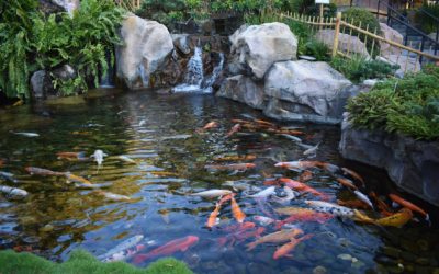 Koi Fish Pond Installation and Maintenance Contractors in Scarsdale, NY