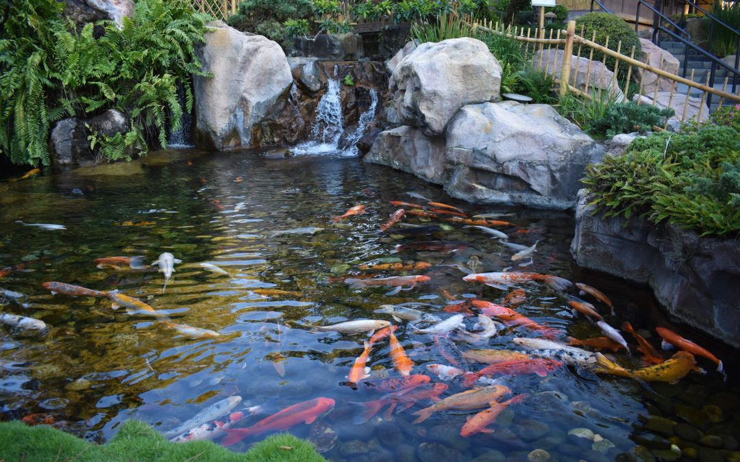 Connecticut Pond Installation & Maintenance Contractors | Water Features, Fountains, Koi Ponds in CT