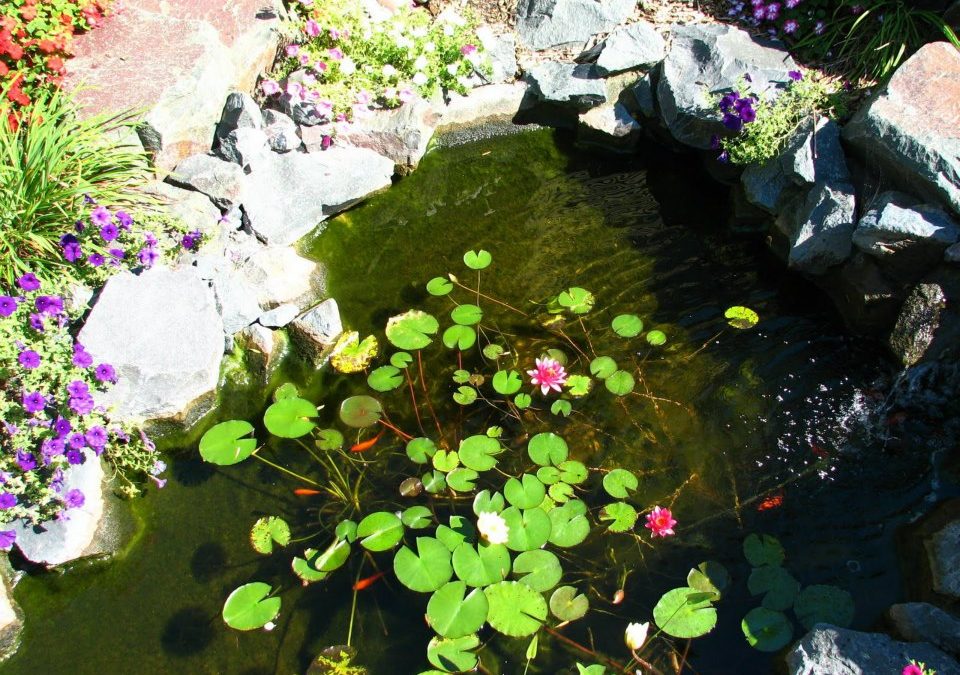 Pond Design and Build Contractor in White Plains, NY