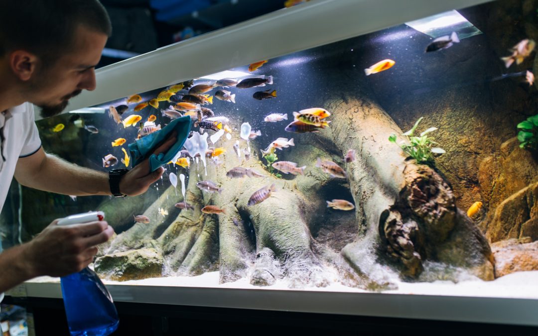 Custom Aquariums in New Jersey