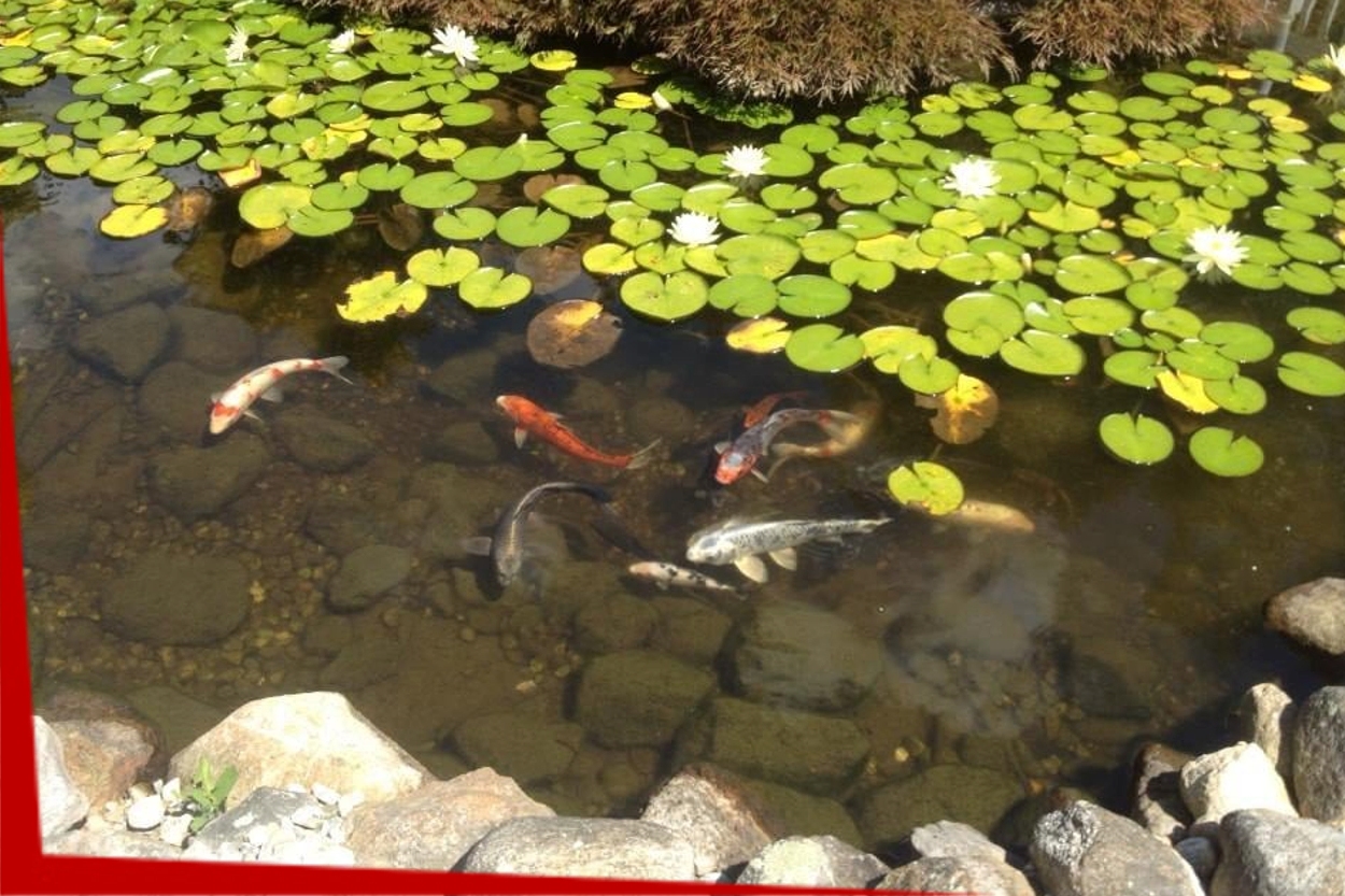 Pond and Water Feature Repair Services in Connecticut | Normal Aquatics