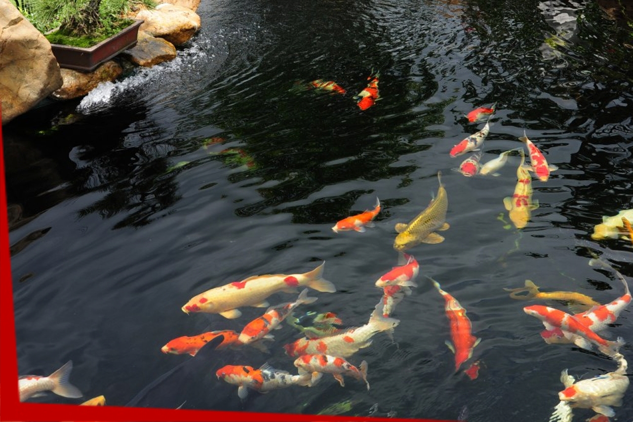 Pond Fish and Plant Selection Services in Connecticut by Normal Aquatics 