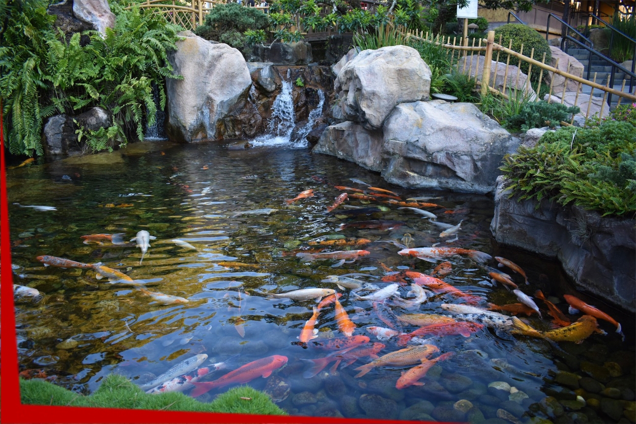 Indoor or Outdoor Pond Installation and Maintenance in Connecticut