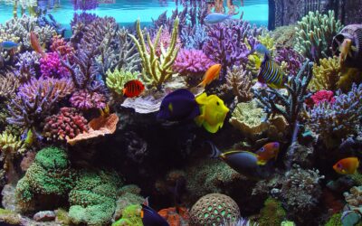 Create a Beautiful Aquascape for Your Connecticut Aquarium