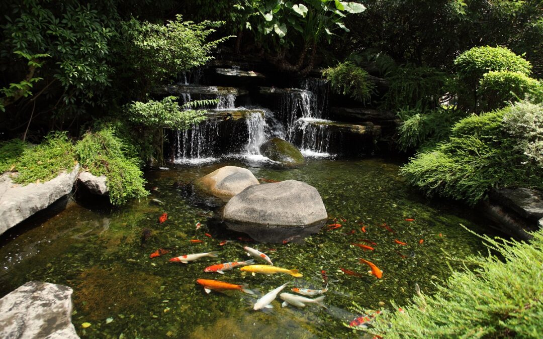 8 Benefits of Koi Ponds and Water Features | North Salem, NY
