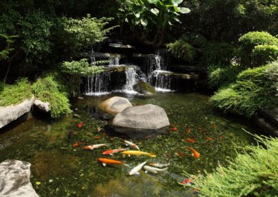 Pond Design and Installation | Water Gardens | Koi Ponds by Normal Aquatics