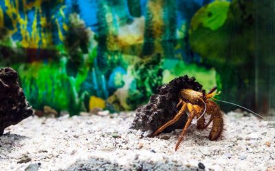 Saltwater “Clean Up” Creatures for Your Connecticut Home Aquarium