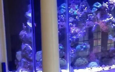 Custom Aquarium & Fish Tank Installation and Maintenance in Lewisboro, NY