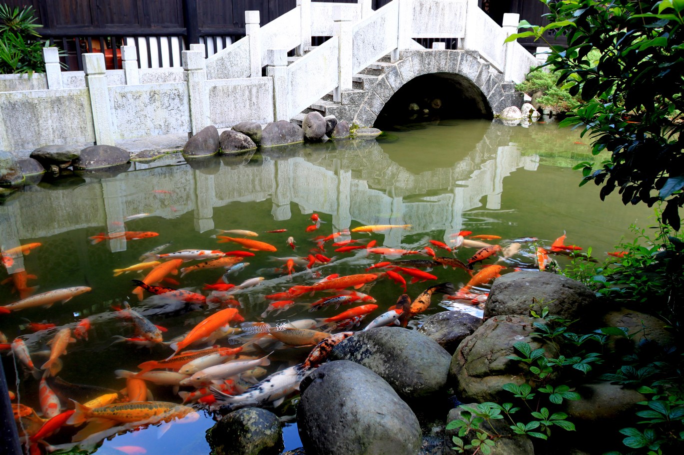 Koi Pond Builders & Pond Maintenance Contractors in Fairfield, CT