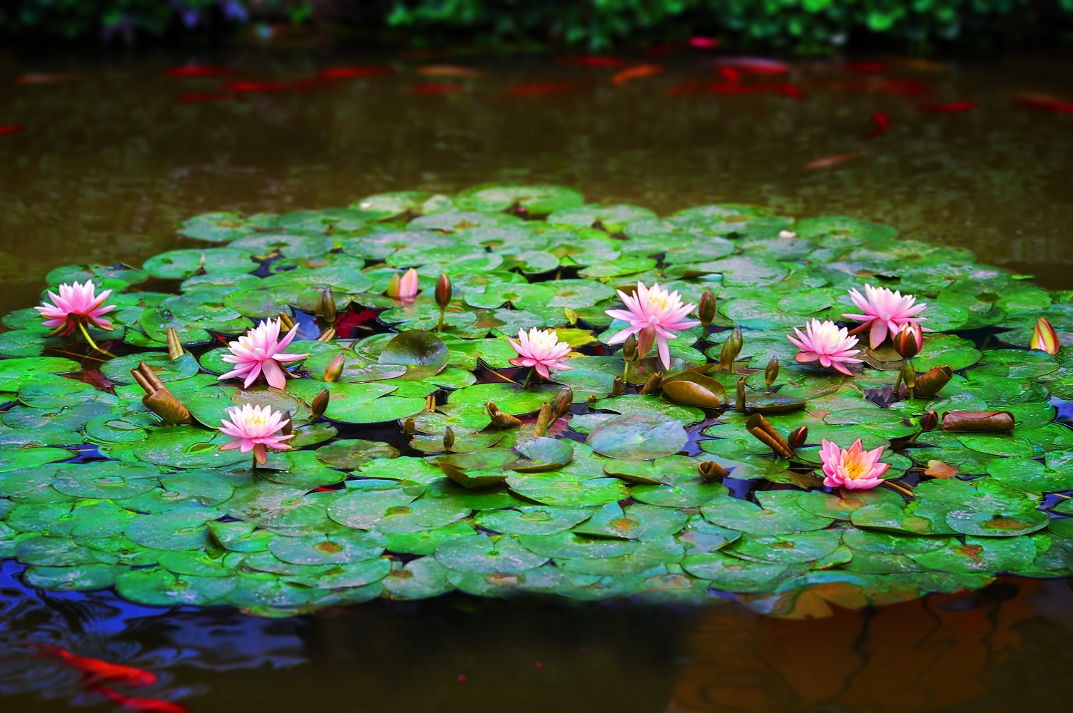 Koi Pond Design, Installation & Maintenance Contractors in Fishkill, NY
