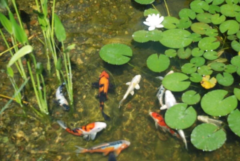 Do you need a permit to build a pond in Connecticut?