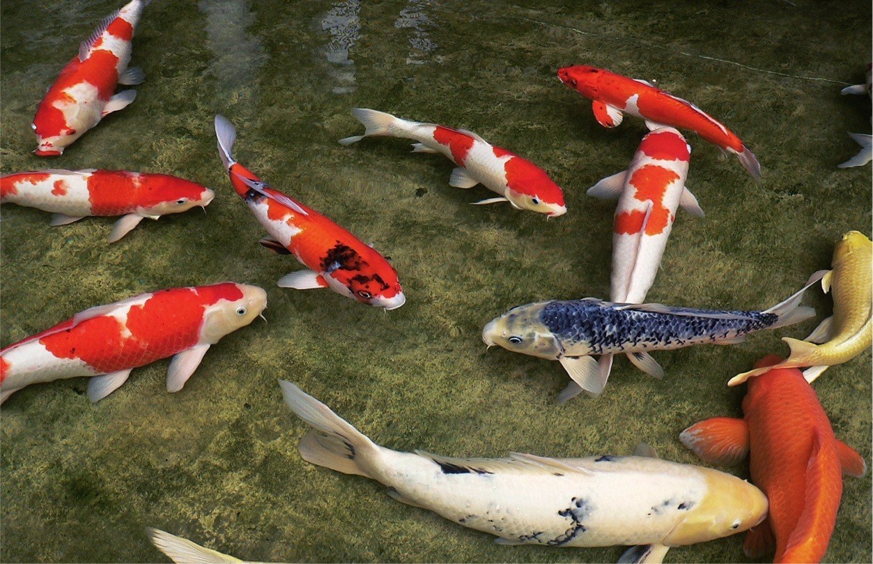 Koi Pond Builders & Pond Maintenance Contractors in Southbury, CT